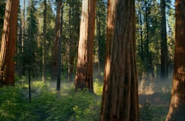 upcoming official wallpaper for macOS Sequoia