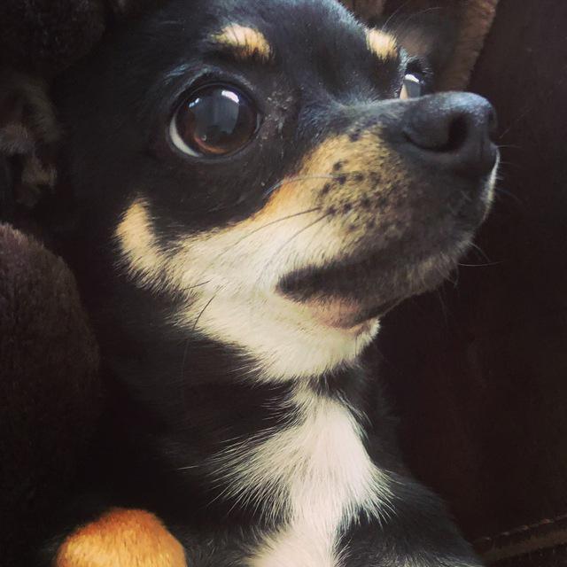 Jasmine