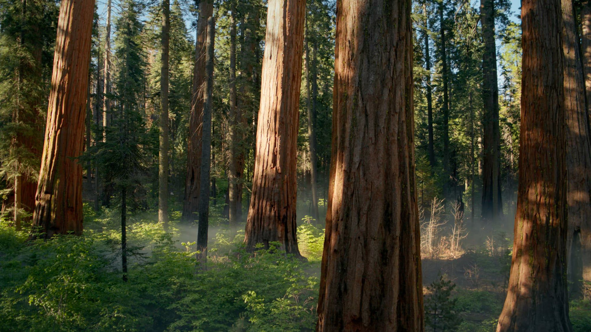 upcoming official wallpaper for macOS Sequoia